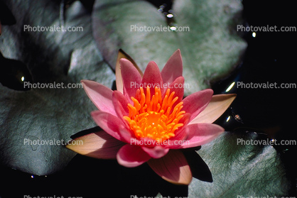 Water Lilly flower, Pads, Pond, Nymphaeales, Nymphaeaceae