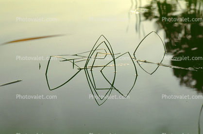 Pond, Lake, Water, Reflection, stillness