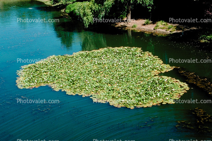 Hyacinth, pond, lake, water