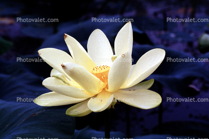 Lotus Flower, Eudicots, Proteales, Nelumbonaceae, Nelumbo, Sacred, perennial