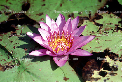 Water Lilly flower, Pads, Nymphaeales, Nymphaeaceae, Toadstools, broad leaved plant