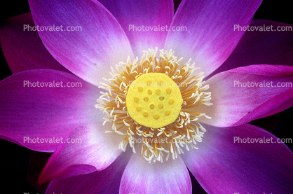 Lotus Flower, Symmetry, Eudicots, Proteales, Nelumbonaceae, Nelumbo, Sacred, perennial