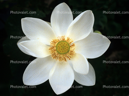 Lotus, Symmetry, Eudicots, Proteales, Nelumbonaceae, Nelumbo, Sacred, perennial