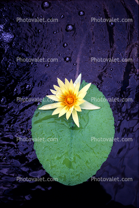 Water Lily, Water Lilly flower, Toadstools, broad leaved plant, Pads, Nymphaeales, Nymphaeaceae