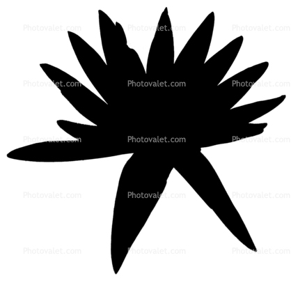 Water Lily, flower silhouette, logo, shape