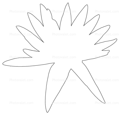 Water Lily outline, flower, line drawing, shape