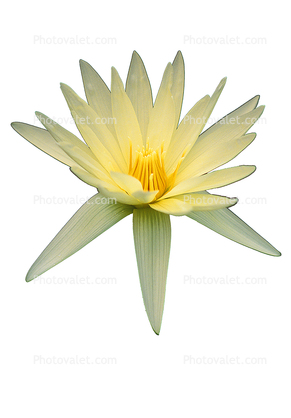 Water Lily, flower, photo-object, object, cut-out, cutout