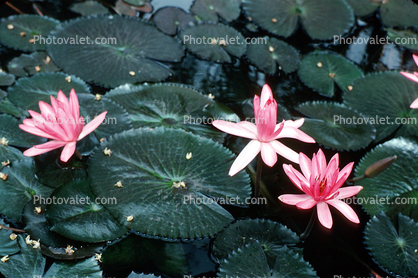 leaf, flower, pond, Pool plant flowers, lily