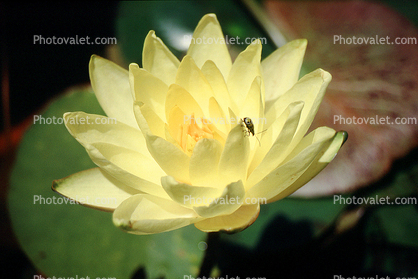 Water Lilly flower, Nymphaeales, Nymphaeaceae, Toadstools, broad leaved plant