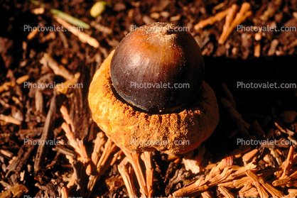 Pine Nut, acorn