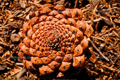 Pine Cone, spiral