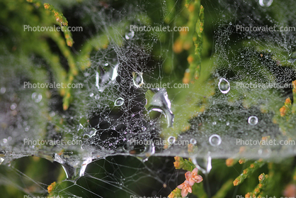 early morning dew, pearly drops, waterlensl, Watershapes