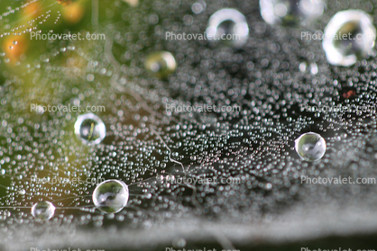 early morning dew, pearly drops, waterlensl, Watershapes