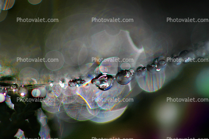 Floating in a Line of Splay, in the morning Dew, Pearly drops, waterlens, Watershapes