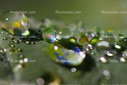 Pearly Water Drop on a Leaf, in the morning Dew, waterlens, Watershapes