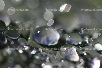 Porcupine Ridge, Pearly Water Drop on a Leaf, in the morning Dew, waterlens, Watershapes