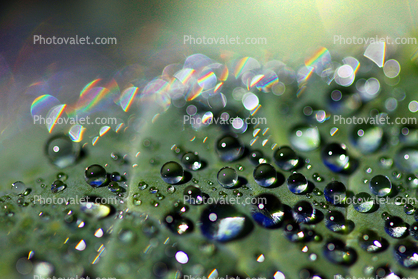 Pearly Bright Water Drops on a Leaf, in the morning Spectral Dew, Spirit Light