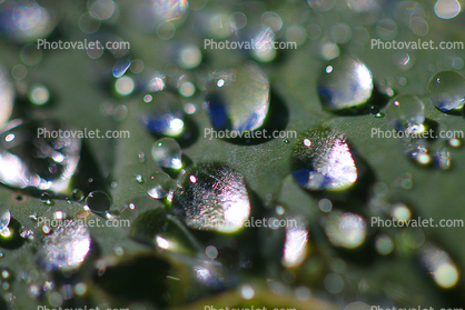 Pearly Water Drops on a Leaf, in the morning Dew, waterlens, Watershapes