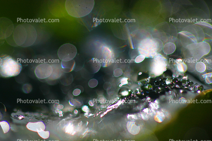 beings that twist bend and turn, Spectralchrome, Water Drops on a Leaf, in the morning Dew, Watershapes