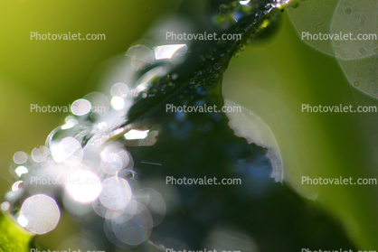 Water Drops on a Leaf, in the morning Dew, Close-up, Watershapes