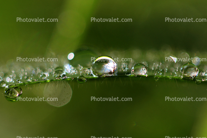 Raindrops on a Blade of Grass, waterlens, Watershapes