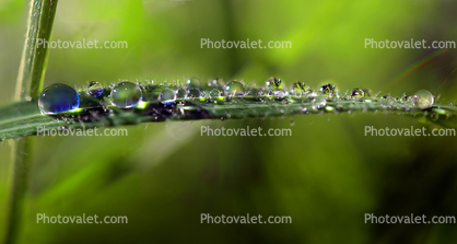 The Delicate Balance of Morning Raindrops, waterlens, blade of grass, Watershapes