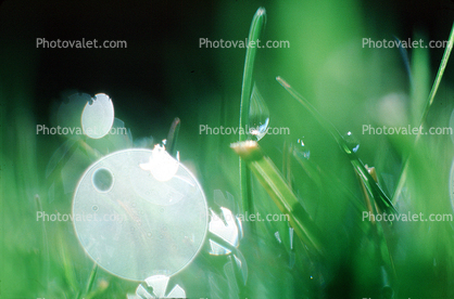Blades of Grass, Dew Drops, Water Drops, Waterlens, Bokeh, Watershapes