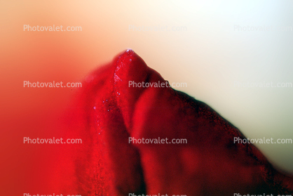 Nasturtium Flower Petal