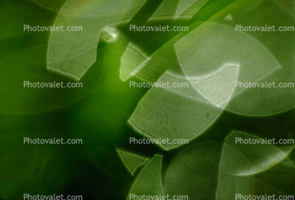 Nasturtium Leaves