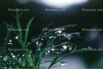 Early Morning Dew, Blades of Grass, Waterlens, Watershapes