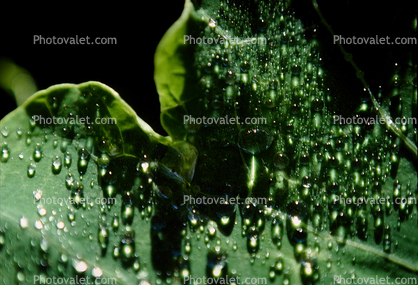 Water Drop, Nasturtium, Waterlens, Close-up, Watershapes