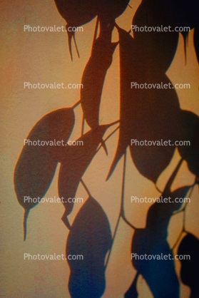 Eucalyptus Leaves, Shadow, Spectral Light