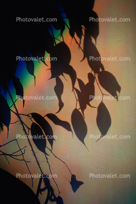 Eucalyptus Leaves, Shadow, Spectral Light