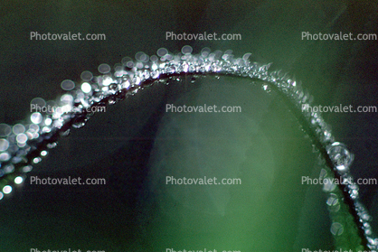 Curve of Early Morning Dew, Grass Blade in Arc of Now, Waterlens, bubbles, Watershapes