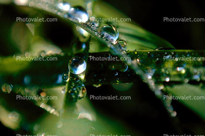 dew drops, Blades of Grass, Water Drops, Waterlens, Watershapes