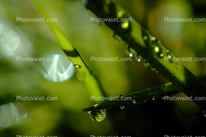 Blades of Grass, Dew Drops, Water Drops, Early Morning Dew, Waterlens, Watershapes