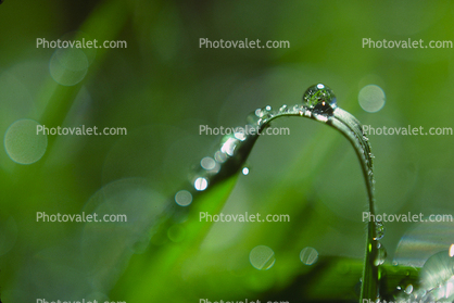 Blades of Grass, Dew Drops, Water Drops, Water Drop, Nasturtium, Waterlens, Watershapes