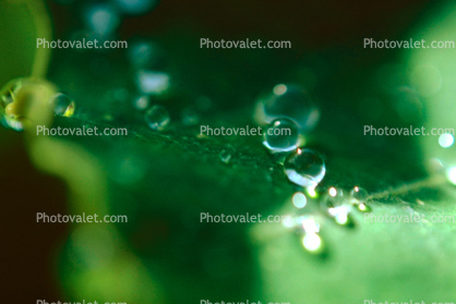 Water Drop, Nasturtium, Waterlens, Close-up, Watershapes