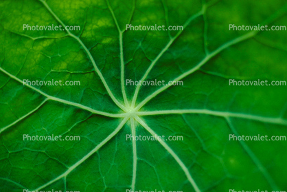 Veins of a Nasturtium Leaf, Close-up