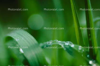 Waterlens, Early Morning Dew, upon a Leaf, Watershapes