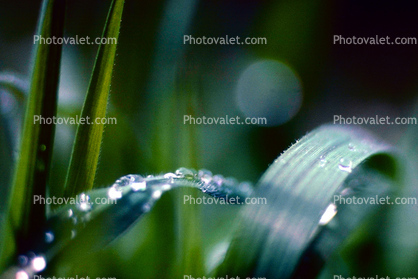 Waterlens , Early Morning Dew, upon a Leaf, Watershapes