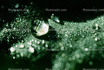 Early Morning Dew, upon a Leaf, Waterlens, Watershapes