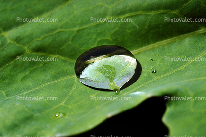 Early Morning Dew, upon a Leaf, Waterlens, Watershapes