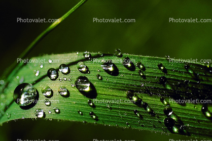 Early Morning Dew, upon a Leaf, Waterlens , Close-up, Watershapes