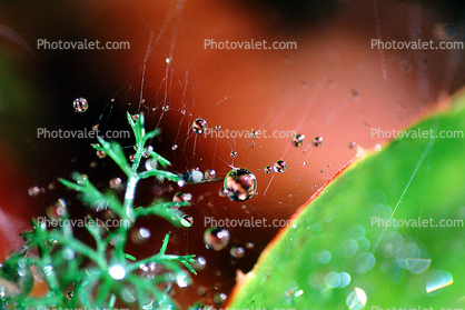 Spider Web, Dew Drop