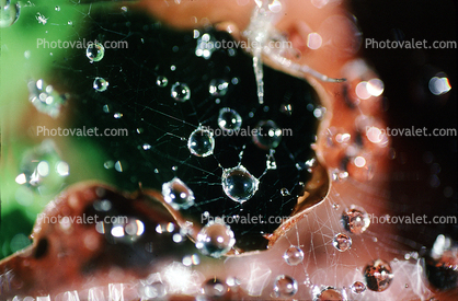 Spider Web, Dew Drop