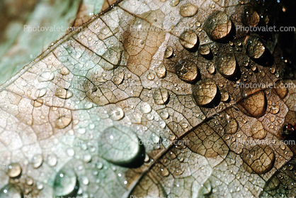 Leafy Settled Rain, Watershapes