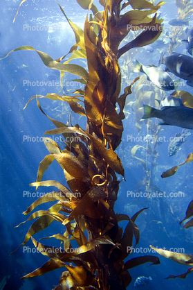 Kelp (Macrocystis pyrifera), Kelp Forest, Underwater