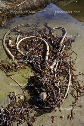 Kelp (Macrocystis pyrifera), Seaweed, Kelp, Beach, California