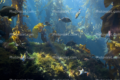 Kelp Forest, Underwater